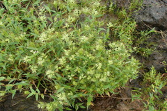 Jansenella griffithiana